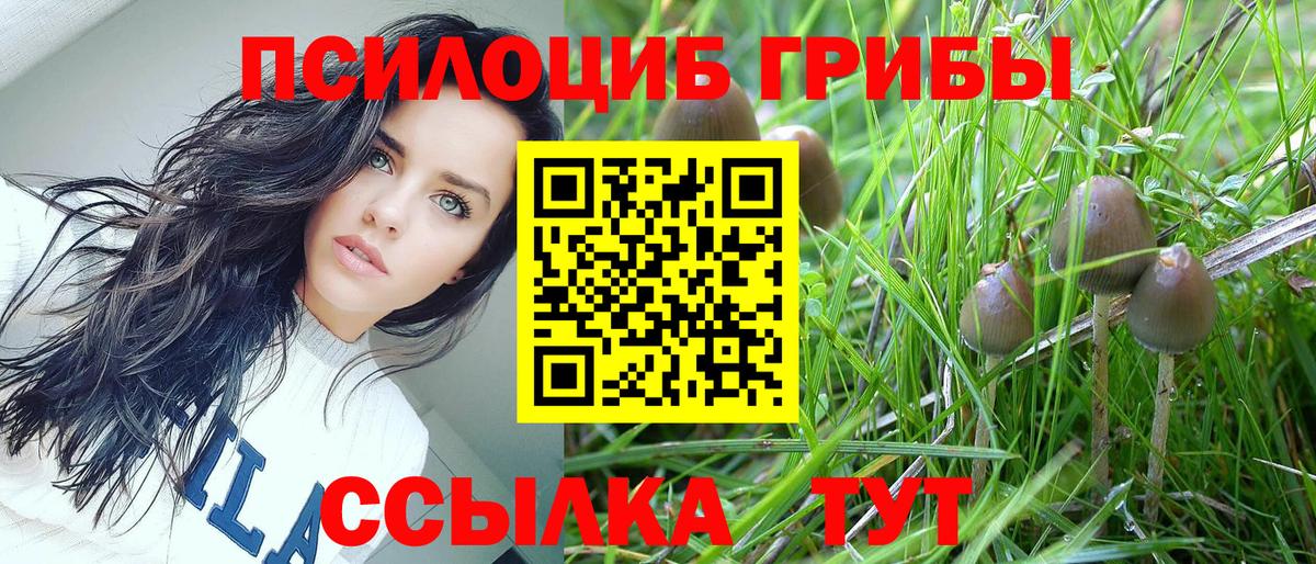 Галлюциногенные грибы Psilocybine cubensis Карасук